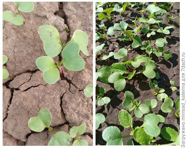 Появление и развитие первых настоящих листиков