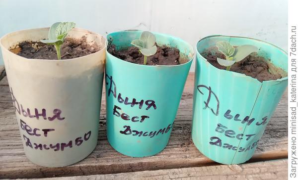 Первые настоящие листики