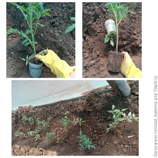 Пересадка в парник