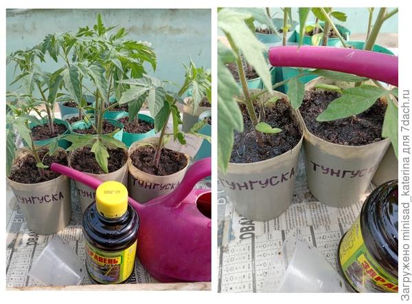 Полив с препаратом Здравень Аква