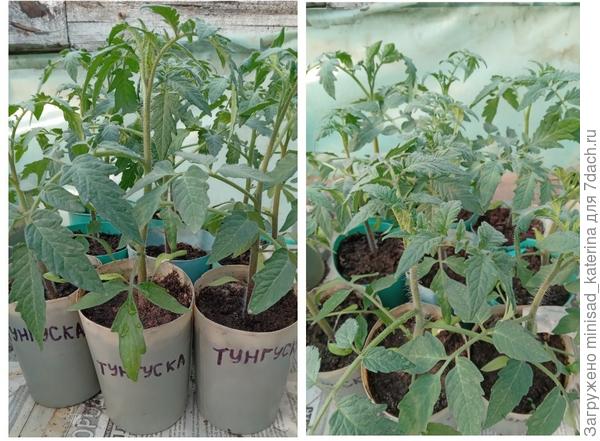 Рассада 15.04