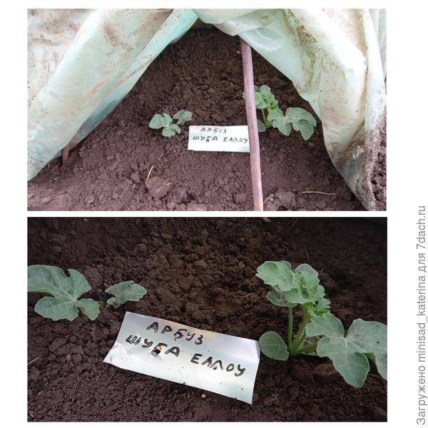 Через неделю после высадки в ОГ