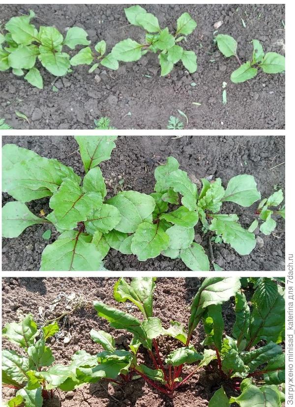 Рост свеклы, 18.05, 22.05, 02.06.