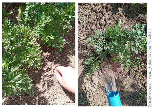 Полив и прополка