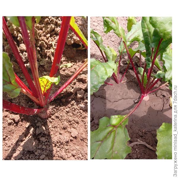 Развитие корнеплодов