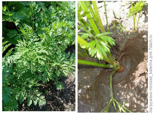 Корнеплоды