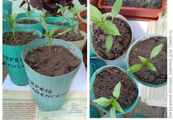 Рассада после пикировки