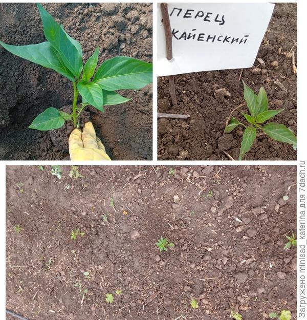 Высадка в ОГ