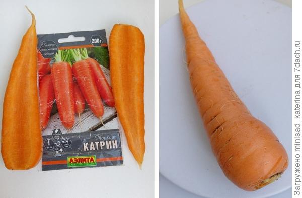 Форма моркови