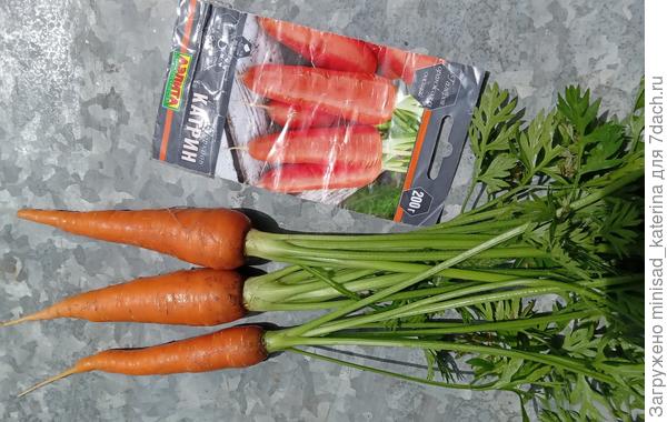 Первая морковь