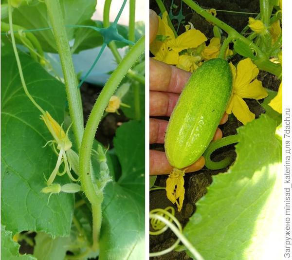 Первый огурчик