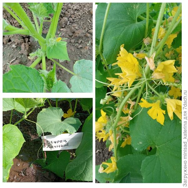 Бутоны 01.06, начало цветения 05.06, активное цветение 02.07, но много пустоцветов