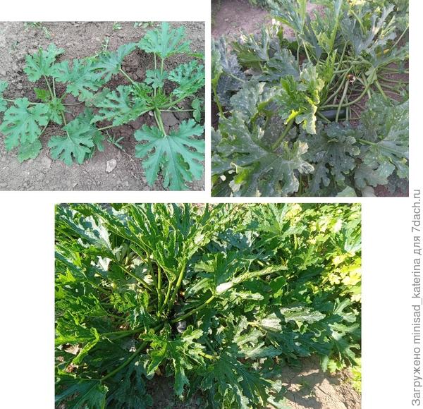 Кусты 01.06, 12.07, 09.08.