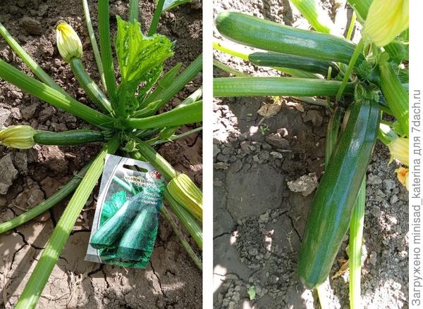 Первые плоды