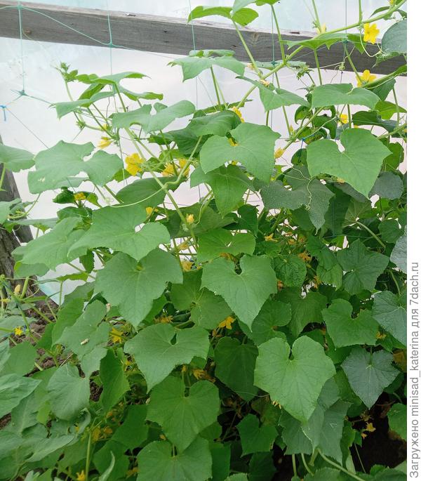 Так огурцы выглядели 27 июня