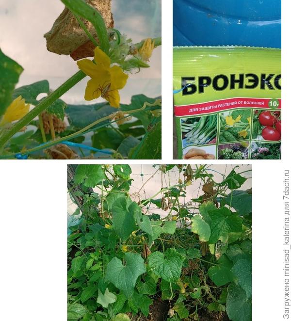 Применение Бронэкса