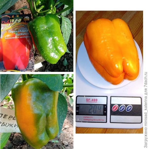 Биологическая спелость плода