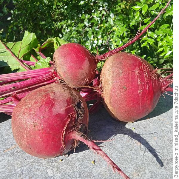 Плоды со следами медведки