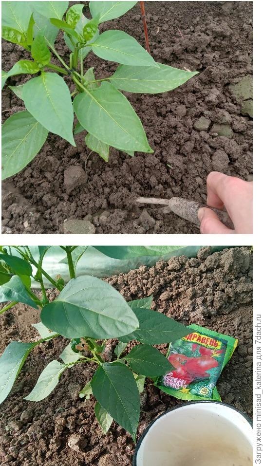 Полив и рыхление