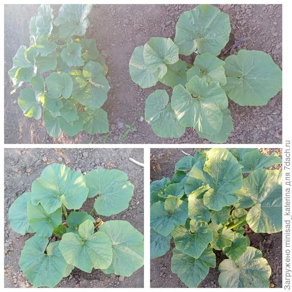 Тыквы 7 июля