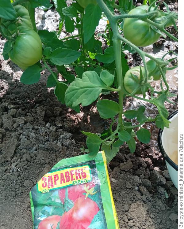 Полив с препаратом Здравень Турбо