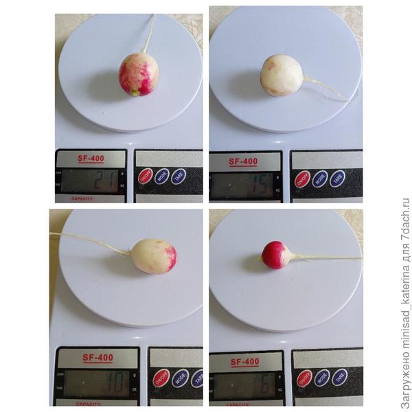 Вес корнеплодов