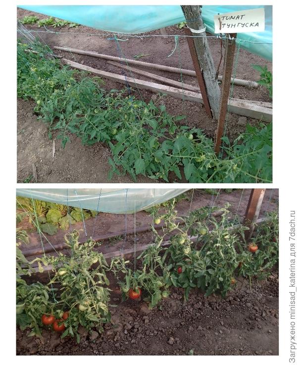 Рост 01.06, 27.06