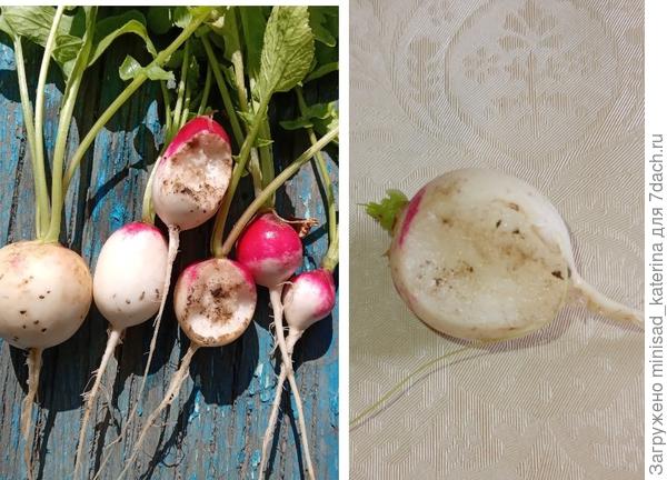 Поврежденные корнеплоды