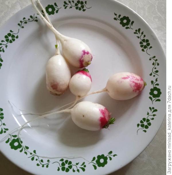 Первый маленький урожай