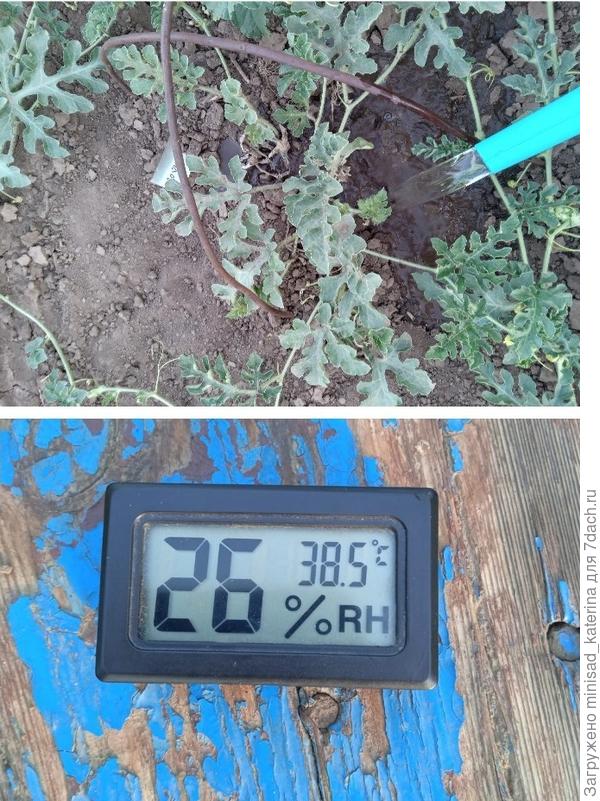 Полив и температура в начале августа