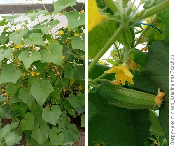 Цветение и плодоношение