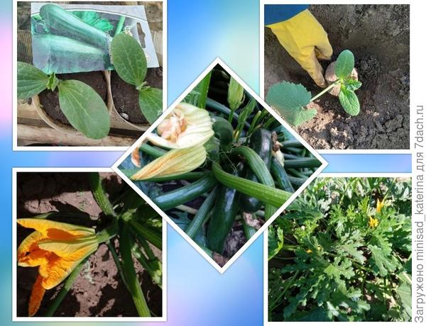 Этапы развития растений