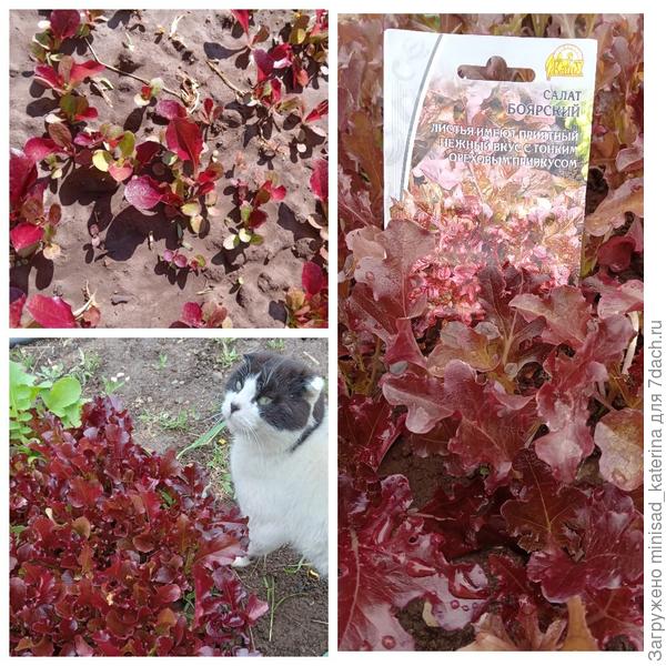 Этапы роста салата