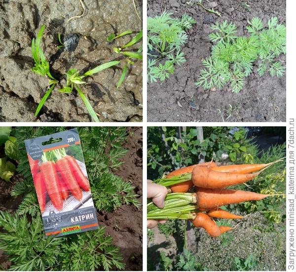 Развитие растений