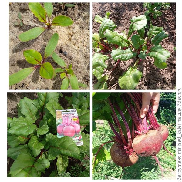 Этапы выращивания свеклы