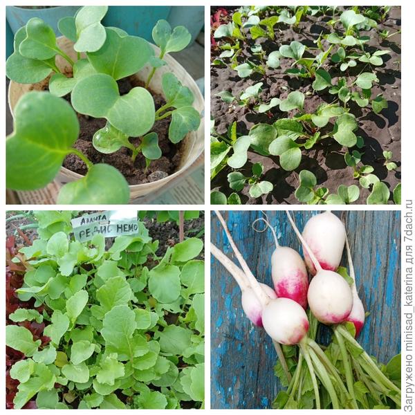 Развитие редиса