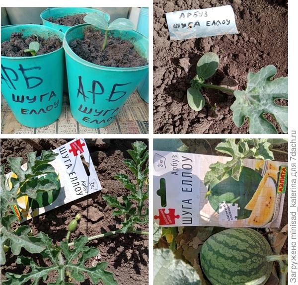 Развитие растений