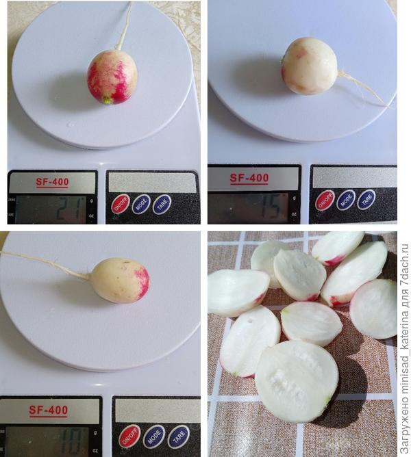 Характеристика корнеплодов