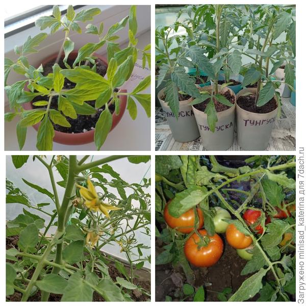 Этапы развития растений