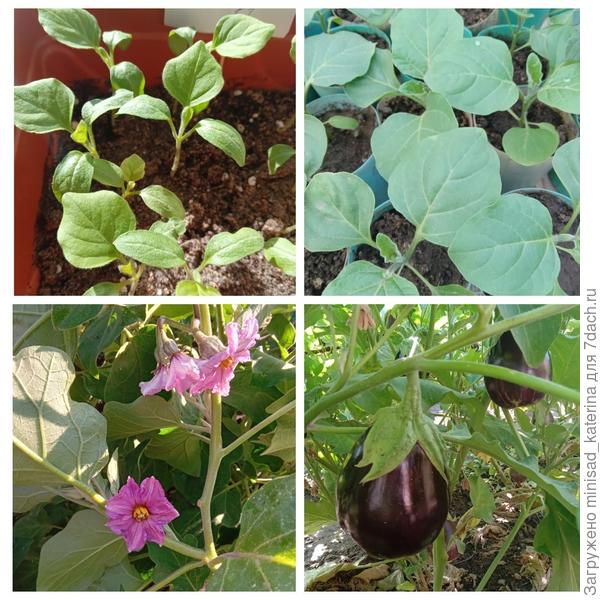 Этапы развития растений