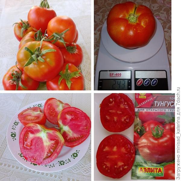 Томат Тунгуска, плоды