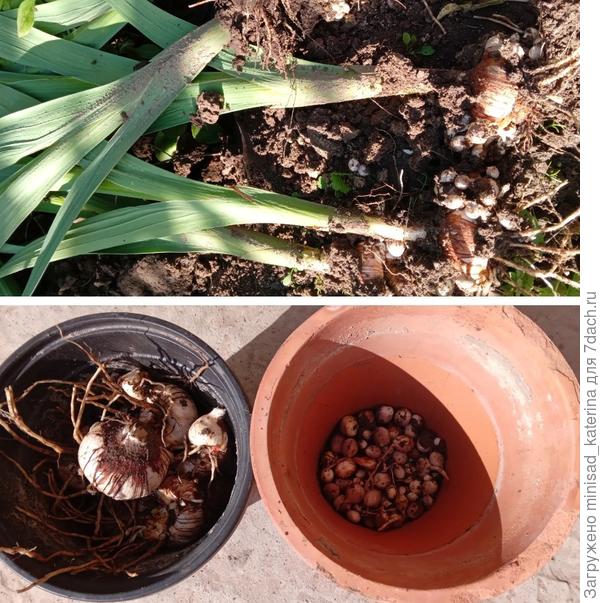 Отделение луковиц