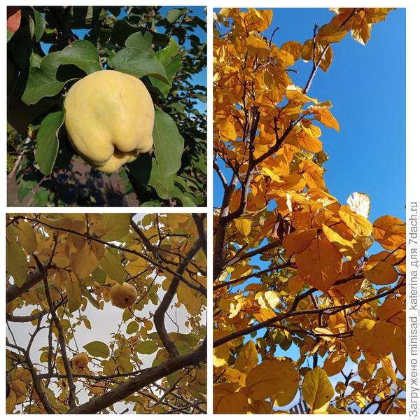 Айва в конце сентября, ноябре