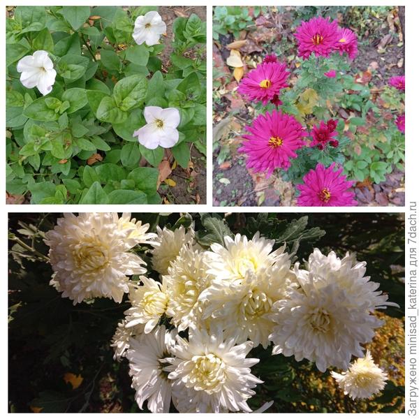 Последние цветы