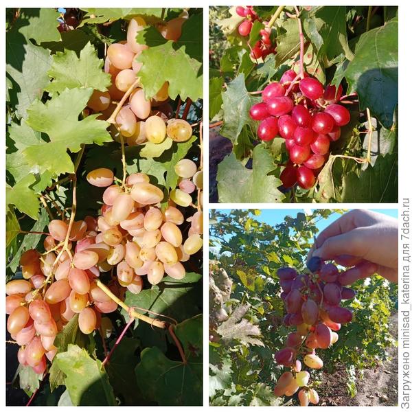 Виноград 24 сентября, 16 октября (3 фото).