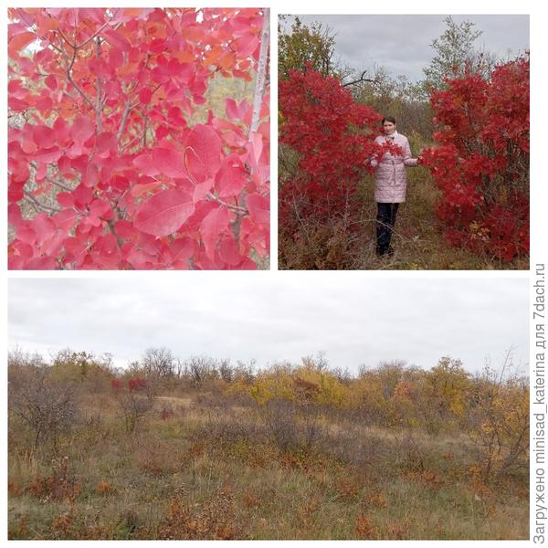 Степь, начало ноября, яркие кустарники и я