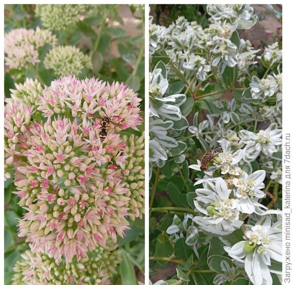 Очиток и Молочай