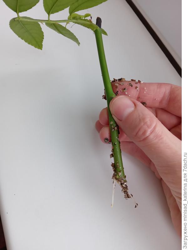 Черенок 14 декабря 2022