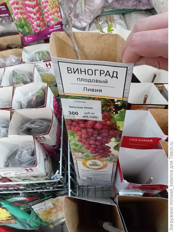 Виноград