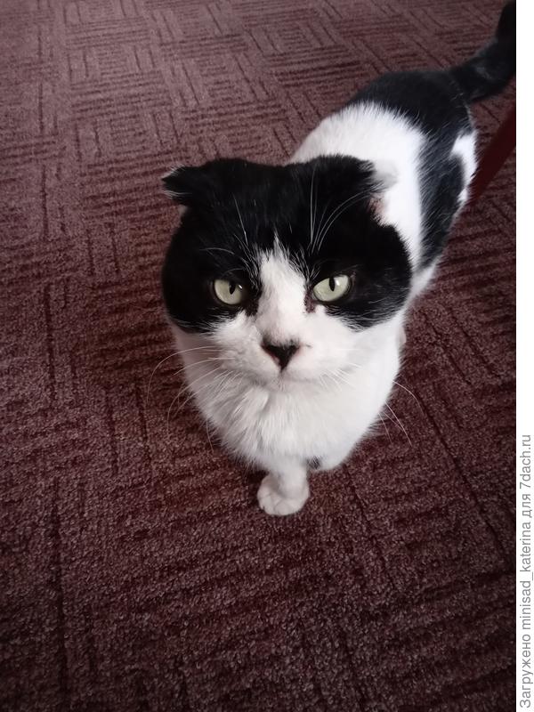 Февральское фото, нынче кот не фотогеничен